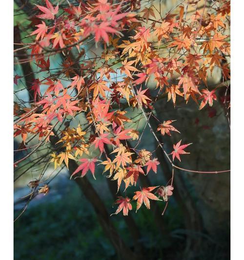 枫树是被子植物吗？——解析枫树的分类学归属（探究枫树的分类学特征和演化史）