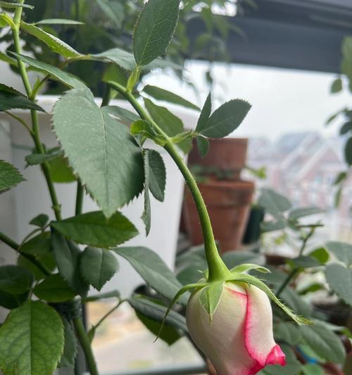 探寻艾莎月季的生长特点（艾莎月季的分类与生长条件）