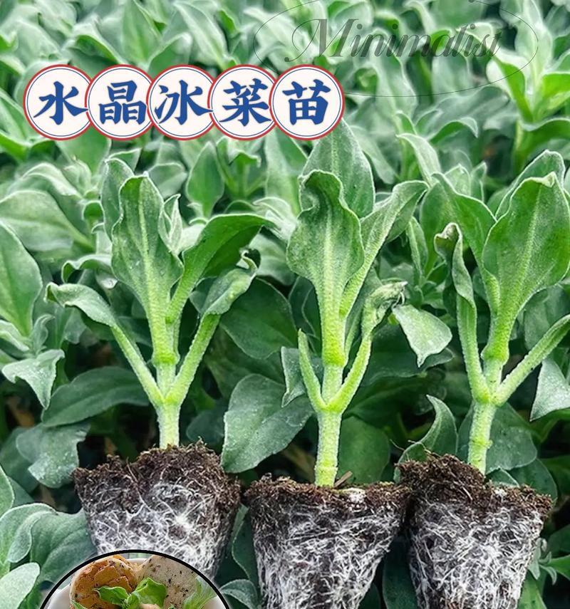夏季种植冰菜的方法与注意事项（冰菜夏天可以种吗？夏季如何种植冰菜？）