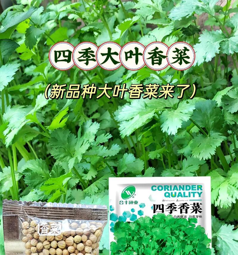 种植香菜的方法和时间（掌握这些技巧，让你轻松种出美味香菜）