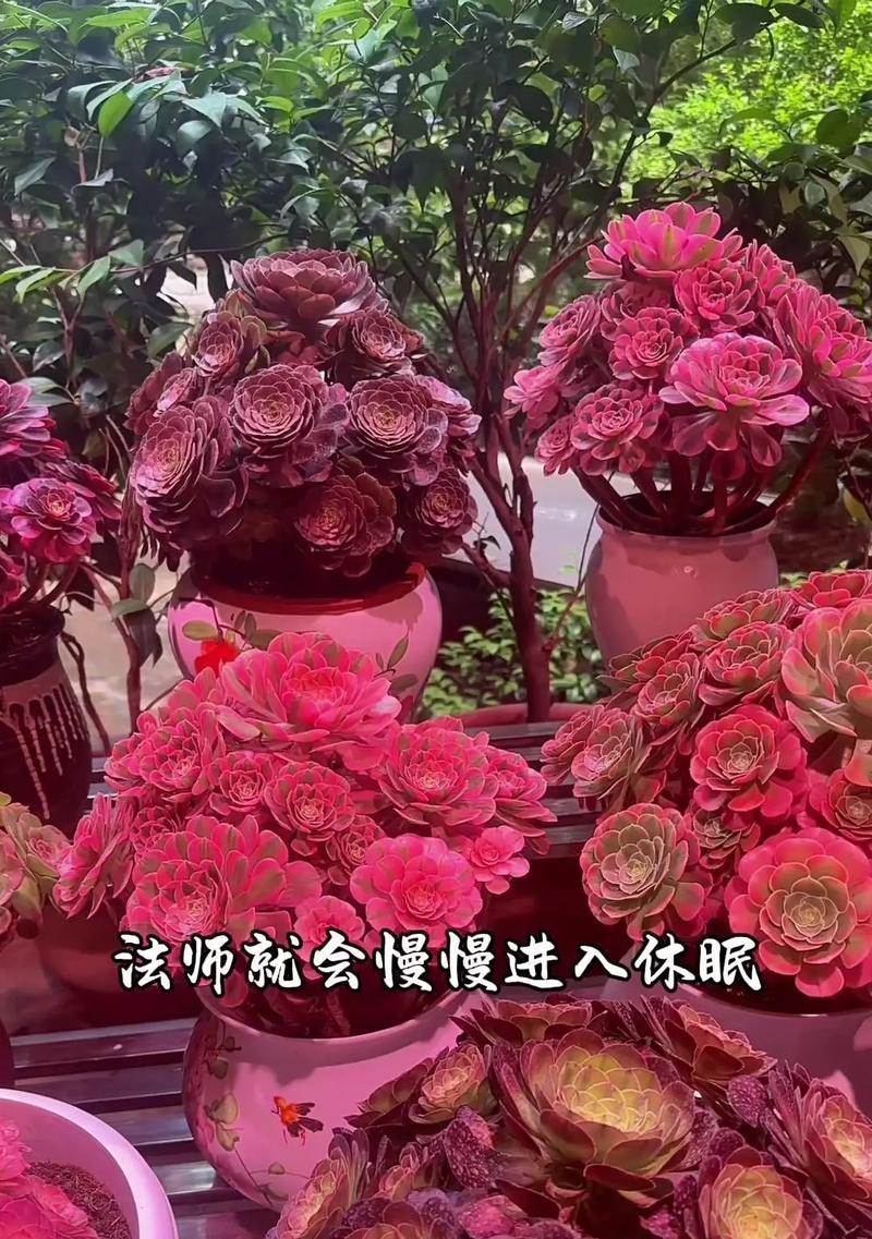 法师浇水，浇透还是浇少？（法师教你如何浇水，不让花儿夭折）