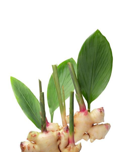 姜是被子植物吗？（探究姜的分类学归属）