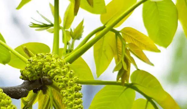 核桃树开花时间解析（探寻核桃树开花的季节与特征）