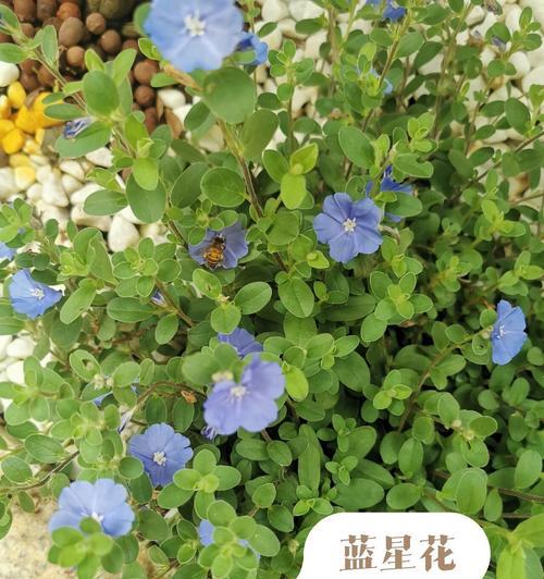 五星花的花期（了解五星花的生长周期）