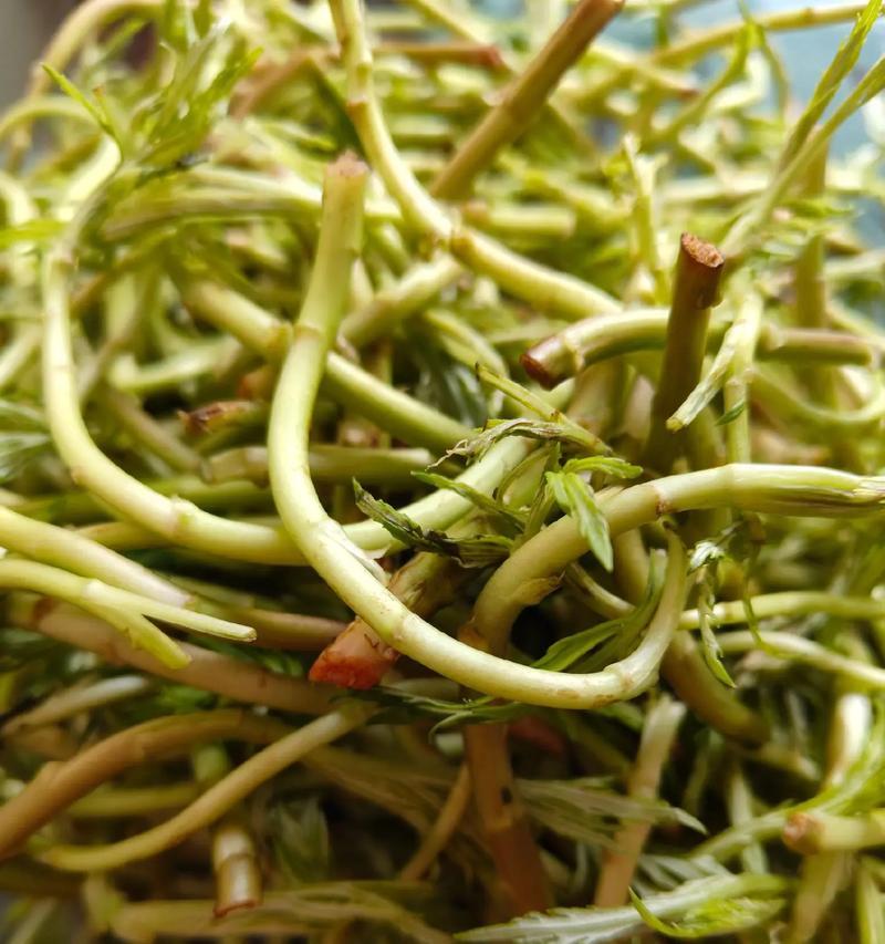 芦蒿播种的最佳时间（选择恰当时间，让芦蒿收成更好）