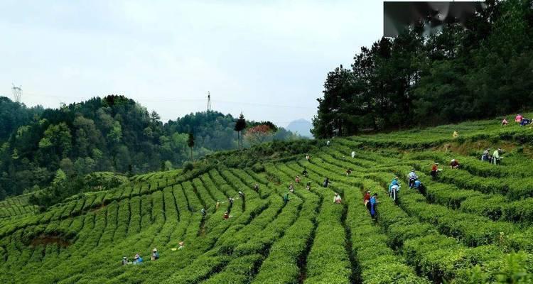 茶园种植多样化（探寻茶园之外的世界——茶园多元化种植实践）