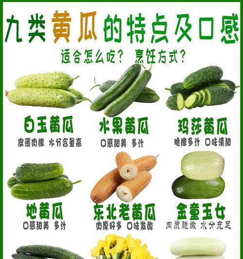 选择最优黄瓜品种，提高产量和质量（探究黄瓜品种的特点和适应环境，提高农业效益）