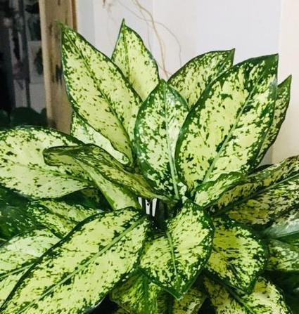 金鱼藻的开花之谜（探寻金鱼藻开花的原理与现象）