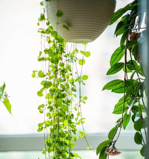 露台花卉养护指南（适合种植的花卉种类及养护技巧）