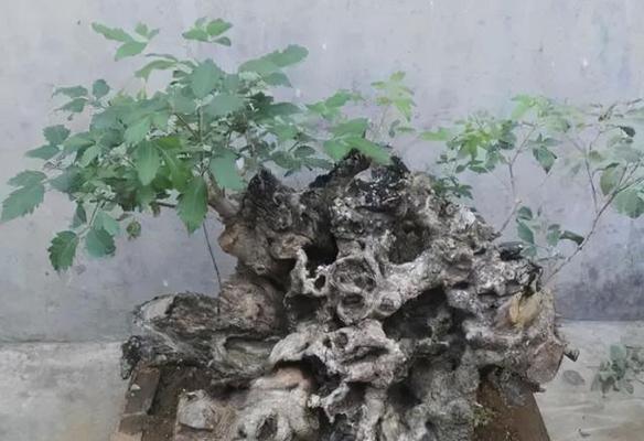 黄荆树的生长规律及极限高度研究（黄荆树高度、枝条及根系的生长特点、适生环境和栽植技巧）