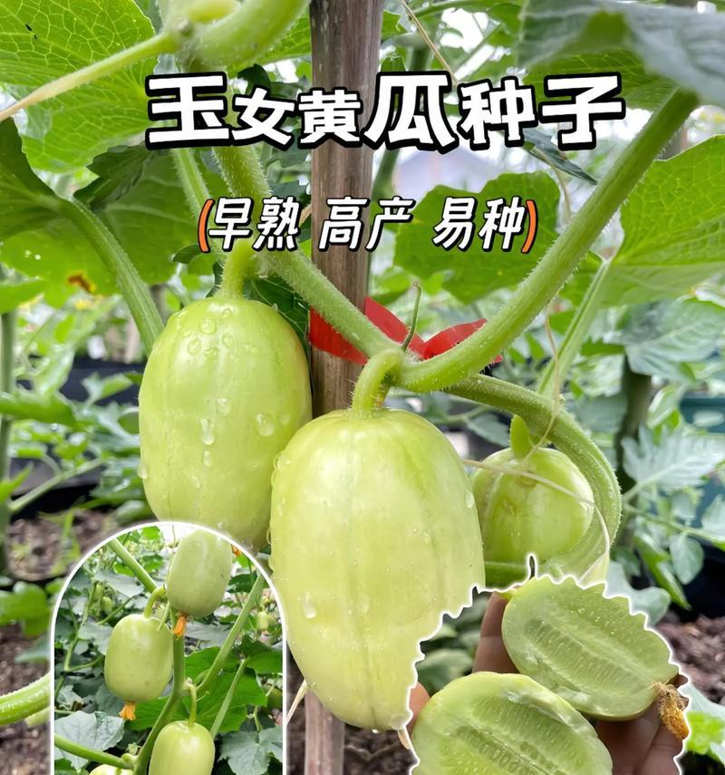 如何成功种植黄瓜？（从选种到收获全面解析，种植技巧大揭秘）