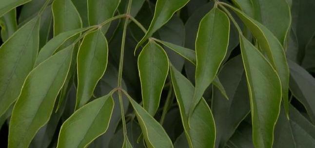 菜豆是双子叶植物——科学探究菜豆的生态特征（解析菜豆的分类、生长环境、生命特征及其对人类的意义）