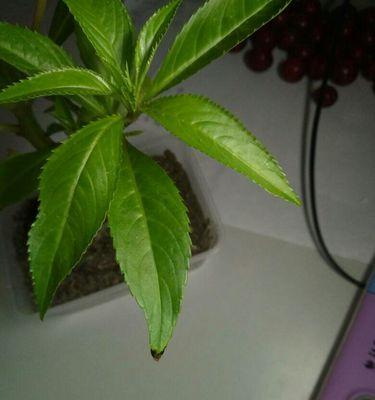 揭秘凤仙花的生长环境（凤仙花是不是水生植物？）