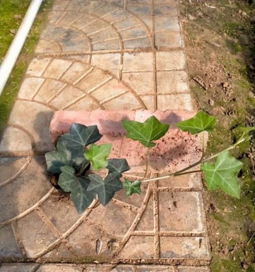 常春藤种植指南（栽种时间和方法详解，让你轻松打造浪漫花园）