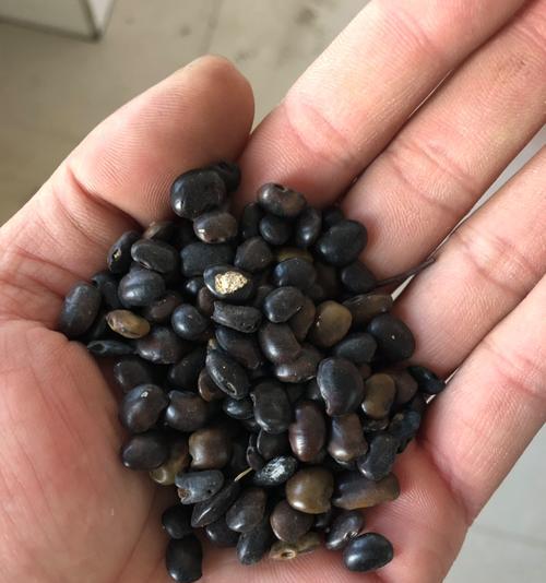 槐树种子的营养与食用方法（探究槐树种子的营养价值及最佳食用方式）