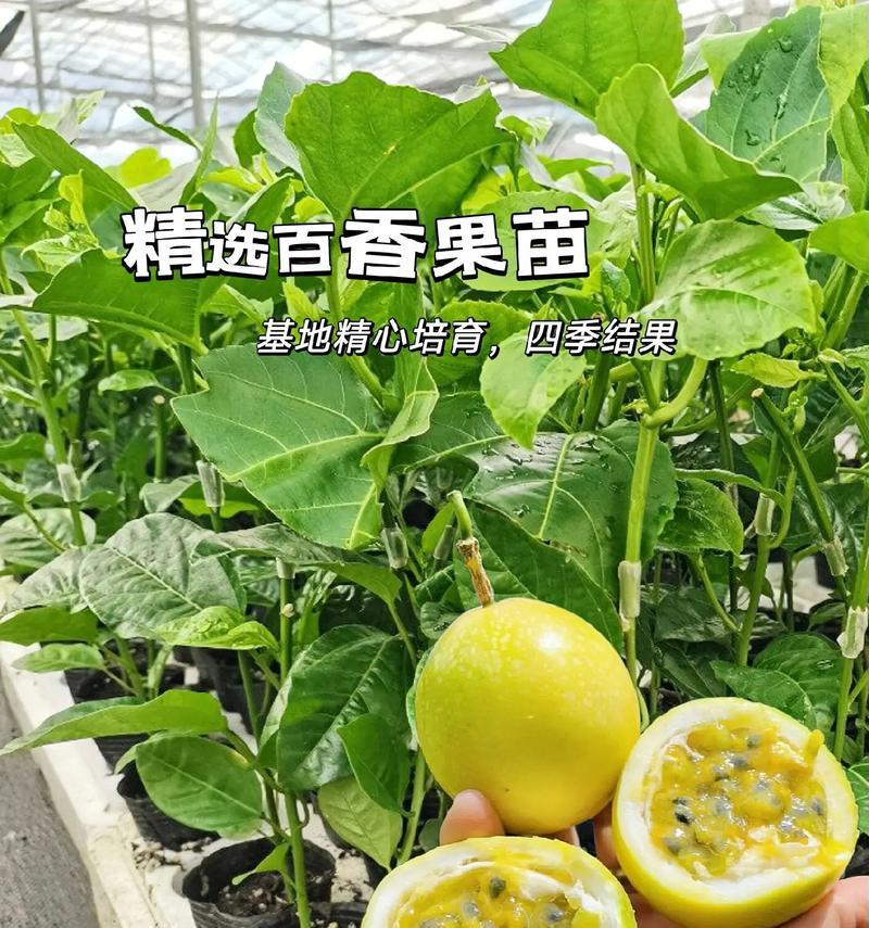 百香果种植利润分析（亩产量、价格、市场前景一一带你深入了解百香果种植）