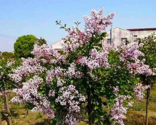 丁香花盆栽培养技巧（种植、浇水、施肥、修剪、常见病害、注意事项）