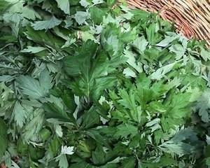 艾草水能喝吗？——揭秘艾草泡水的功效与注意事项