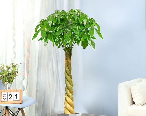 发财树是木本植物吗？——探究发财树的生物分类（发财树的特征、分类和养护方法）