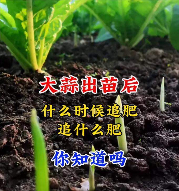 如何种植健康美味的大蒜？（掌握蒜的种植技巧，让你在家也能种出好蒜）