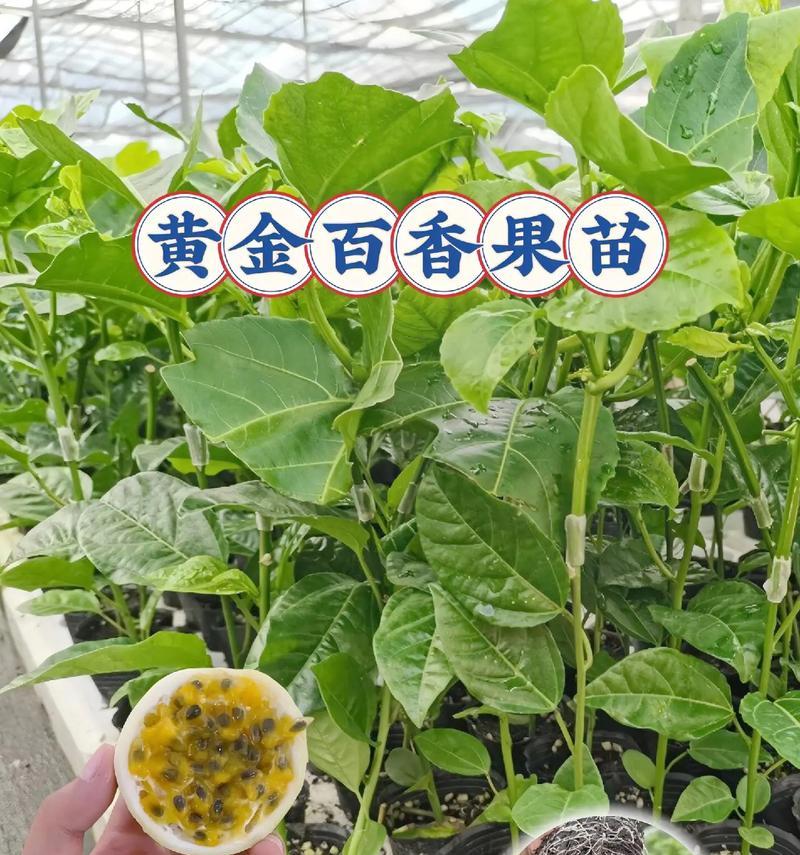 百香果种植利润详解（了解百香果亩产量及利润，为种植提供参考）