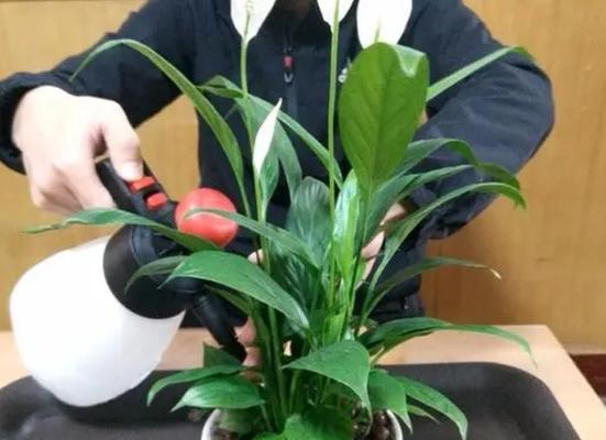 如何科学浇水？——波露多长时间浇一次水（培养健康花卉的小技巧）