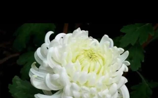 家庭种植白菊花的方法与技巧（轻松掌握白菊花种植的秘诀，打造家庭花园美景）