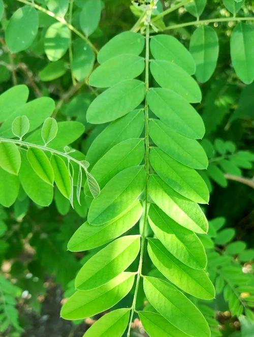 紫穗槐的种植与养护（如何成功种植紫穗槐，打造美丽园林景观）