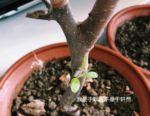 盆栽海棠掉叶子怎么办（应对盆栽海棠掉叶子的有效方法）