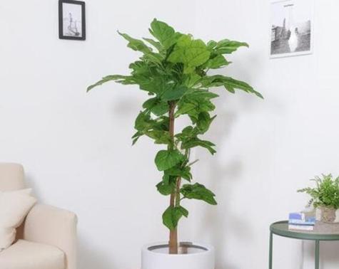 植物除甲醛，你需要知道的15种能力强的绿色植物（从入门到精通，带你了解室内空气净化的秘密武器）