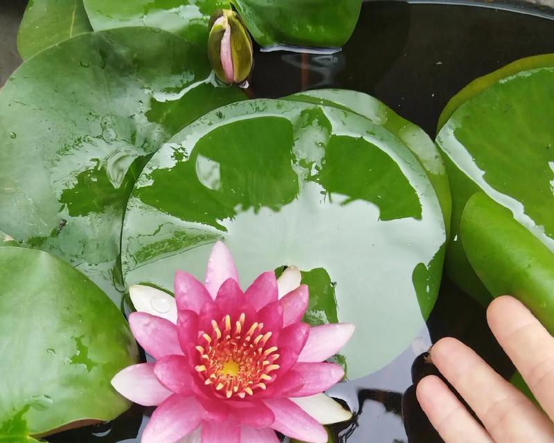 睡莲外皮的采摘方法与应用（解析睡莲外皮的特点及其在生活中的多重用途）