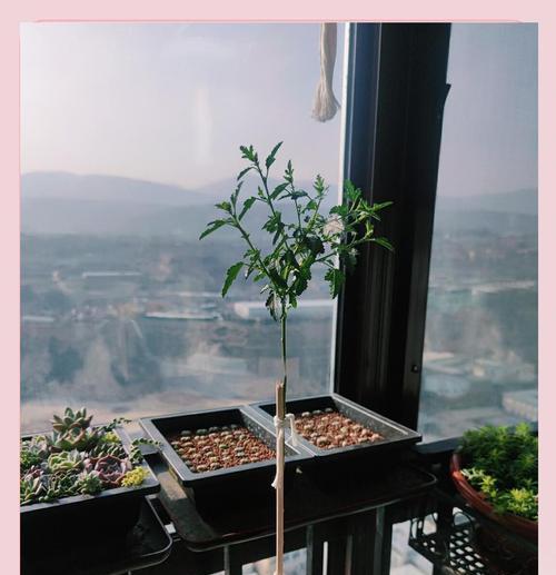 木槿修剪的时间和技巧（了解木槿修剪的最佳时间和正确方法，让你的花园更美丽）