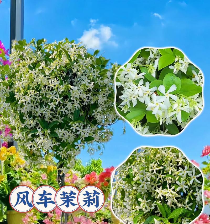 法国茉莉开花时间剖析（了解茉莉花季的奥秘）