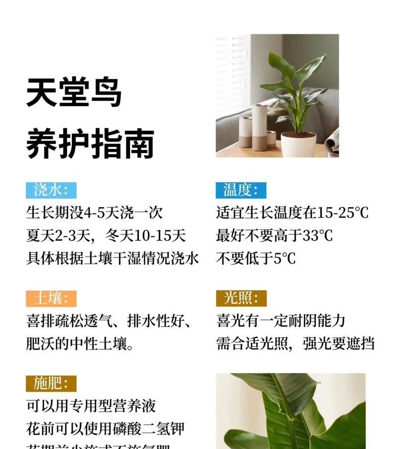如何养护以空气花卉——打造美丽生态环境（养护以空气花卉的技巧和注意事项）