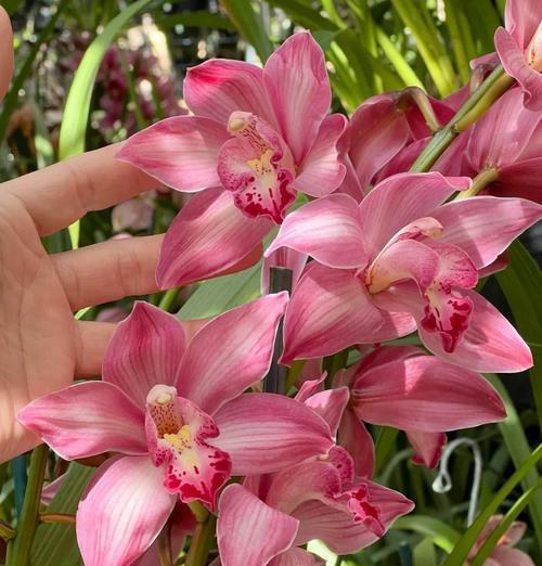 以大花蕙兰冒花芽后的管理技巧（科学管理大花蕙兰，享受绽放之美）