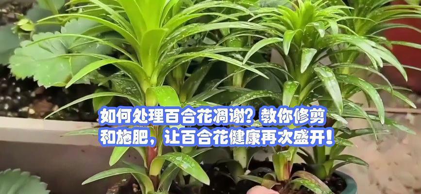 百合花肥料施用技巧（解决百合花太瘦问题的施肥方法）