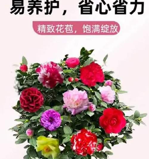 冬天赤丹茶花的养殖全指南（打造冬日花园的明星之选）
