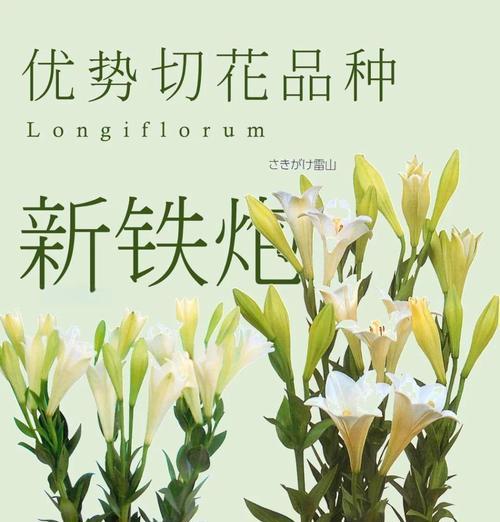 百合花的采收技巧与方法（掌握百合切花的关键步骤，打造美丽花束）
