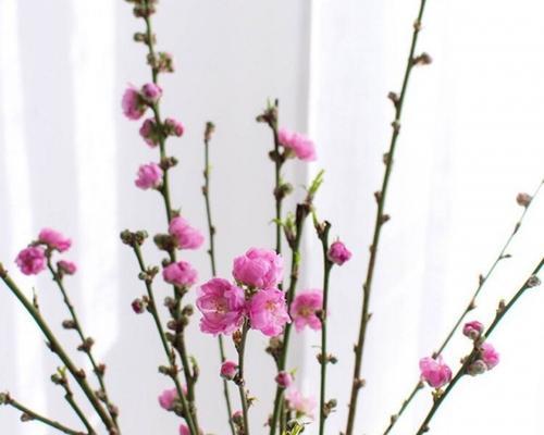 桃花夏天养护指南（打造绚烂花海渡过美好夏日）