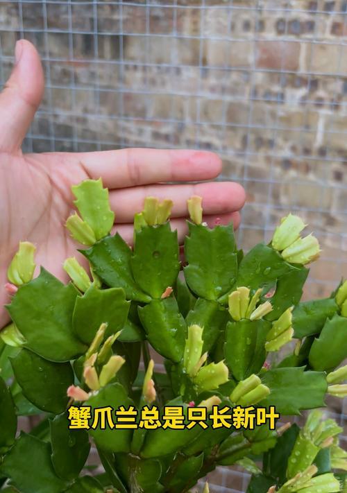 如何解决蟹爪兰掉叶问题（蟹爪兰掉叶原因分析与有效解决方法）