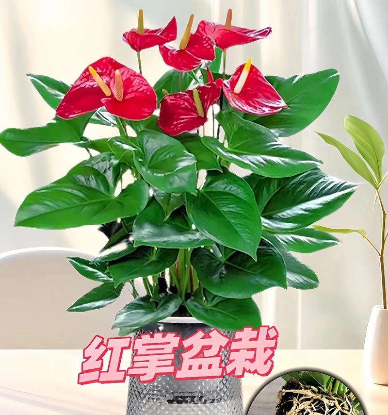 花开人生，一帆风顺（如何培养美丽花朵，创造美好人生）