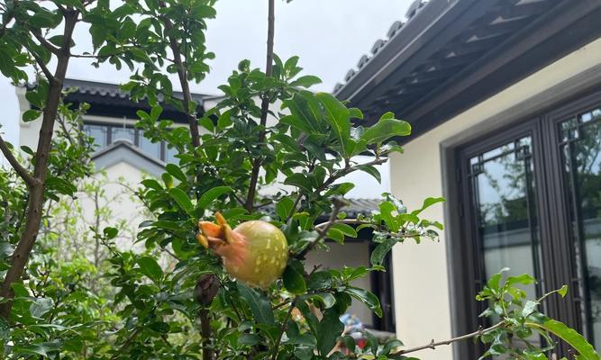 如何正确浇水以促进石榴结果？（掌握石榴浇水的关键方法，让果实更丰满）