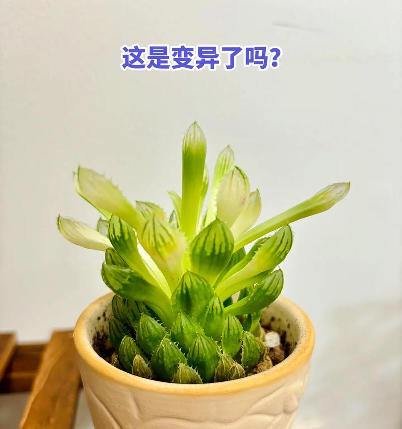 打造繁花似锦的紫肌玉露（紫肌玉露养护指南，助你美肌如玉）