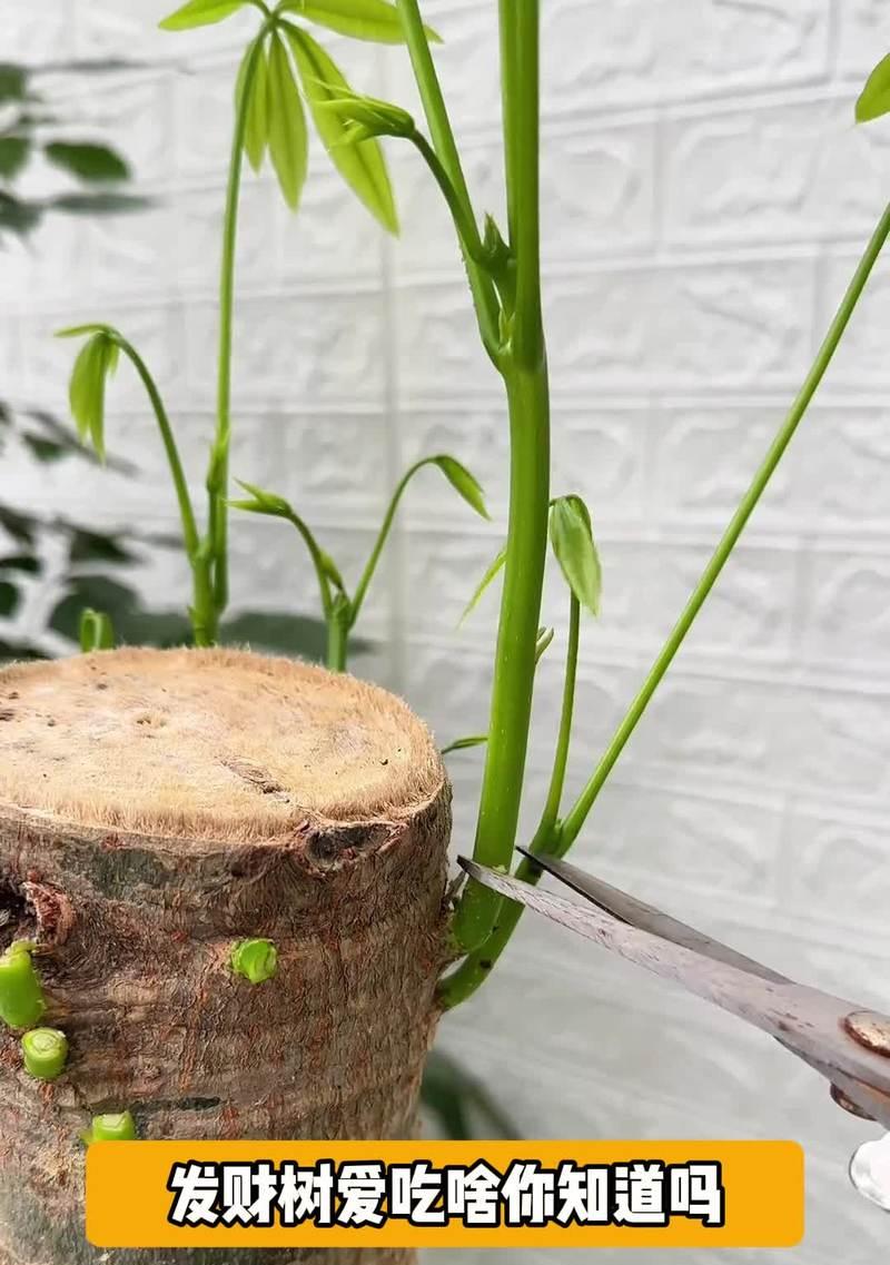 如何正确给发财树施肥（掌握关键技巧，助您种出茂盛的发财树）