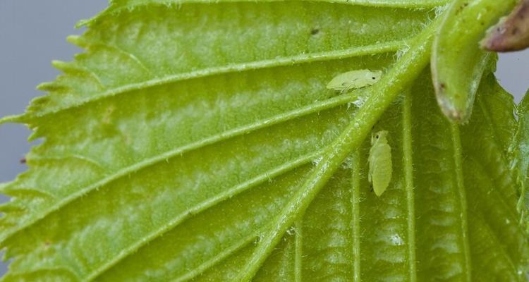 百万风铃花长蚜虫危机与应对方案（生态平衡的关键与多种防控方法）