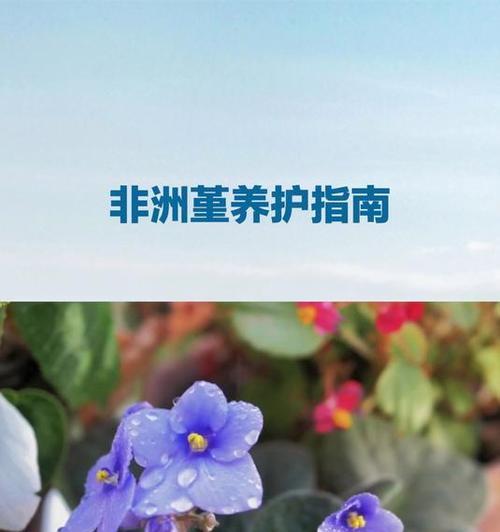 非洲堇如何正确换土？（换土时间和方法，让你的非洲堇焕发新生机！）