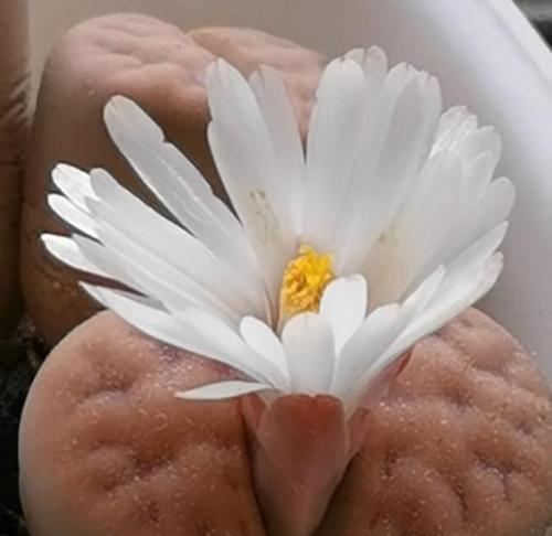如何正确养护蜕皮的生石花（了解关键要点，让生石花焕发生机）