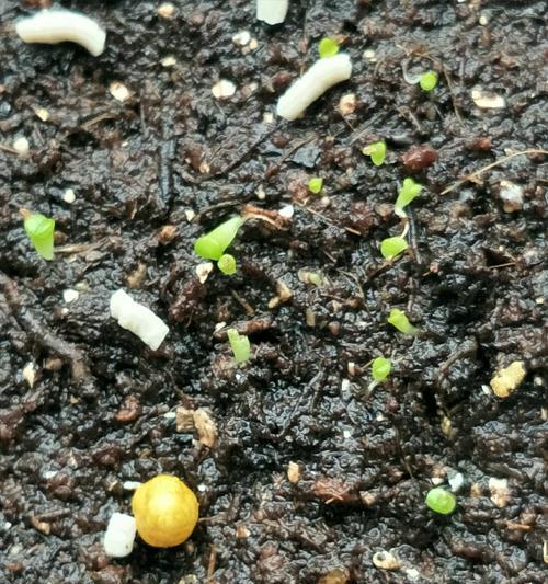 生石花的奇妙变化之路（探秘生石花如何从石头变成种子）