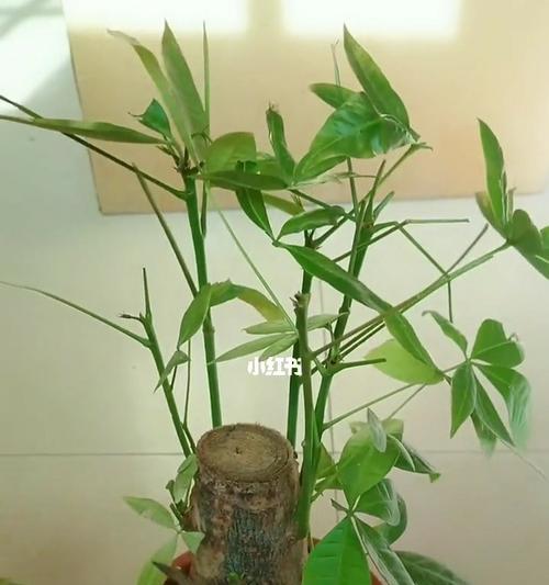 如何正确修剪小叶发财树（掌握关键技巧，让你的小叶发财树茁壮成长）