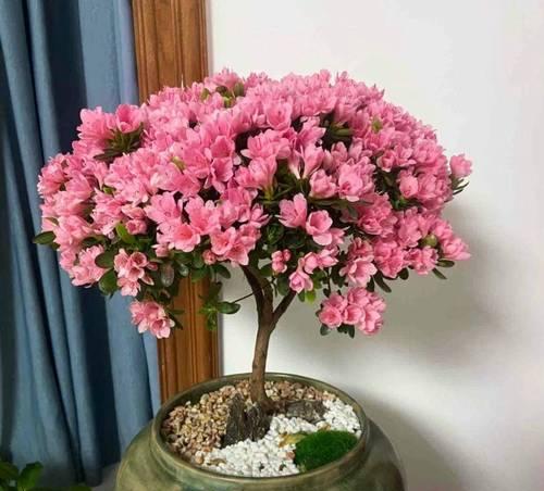 如何成功养殖杜鹃花（杜鹃花养殖攻略）